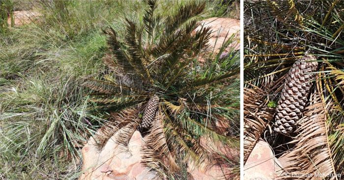 Encephalartos humilis male plant in cone in habitat